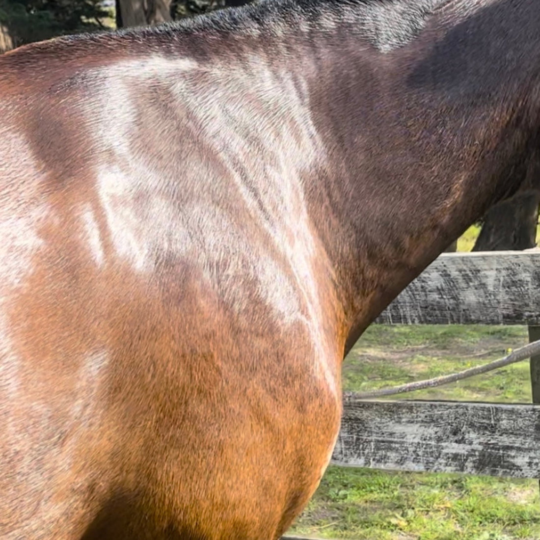 Eco Horse Liquid Gold Oil Wash