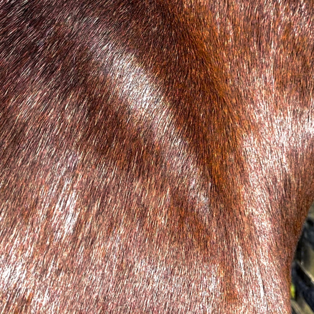 Eco Horse Liquid Gold Oil Wash