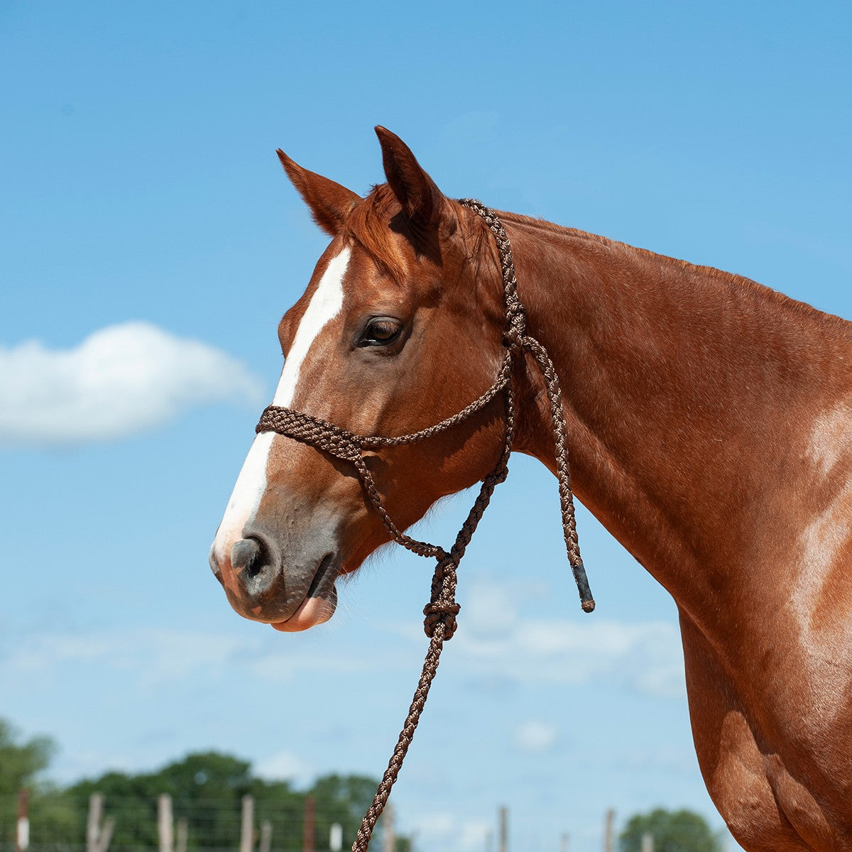 Mule Tape Halter & Lead - 8 colours