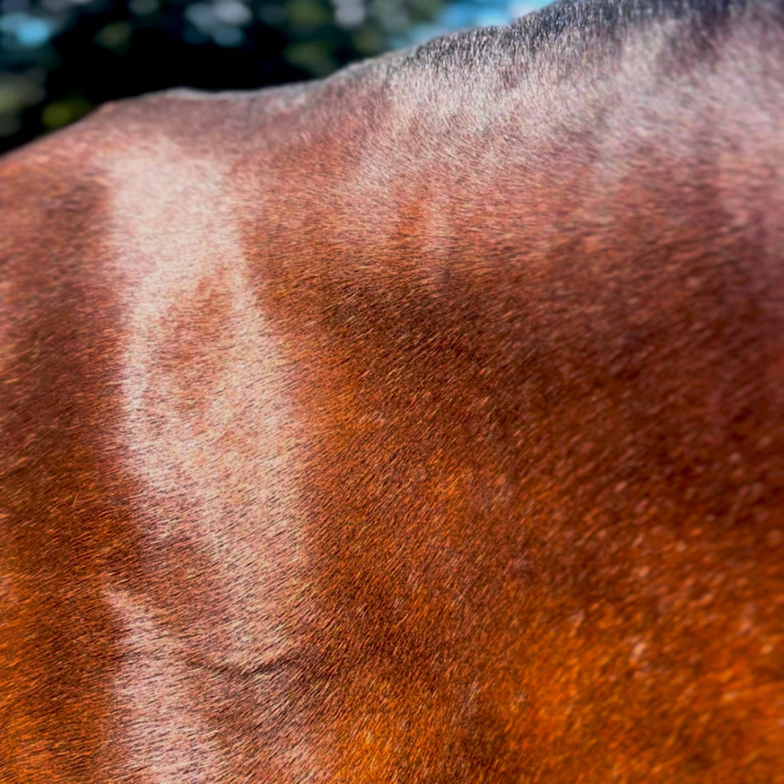 Eco Horse Eco Glow Shine Spray