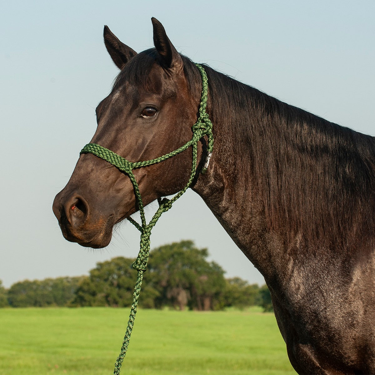 Mule Tape Halter & Lead - 8 colours