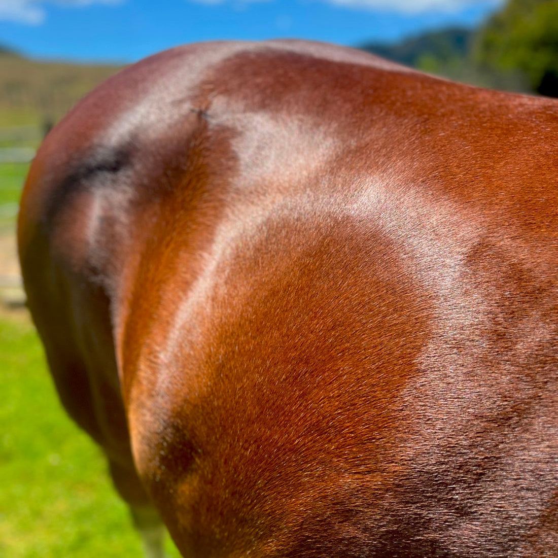 Eco Horse Eco Glow Shine Spray