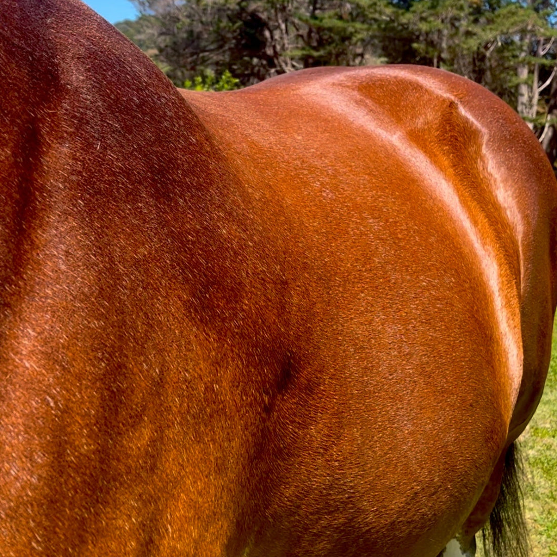 Eco Horse Eco Glow Shine Spray