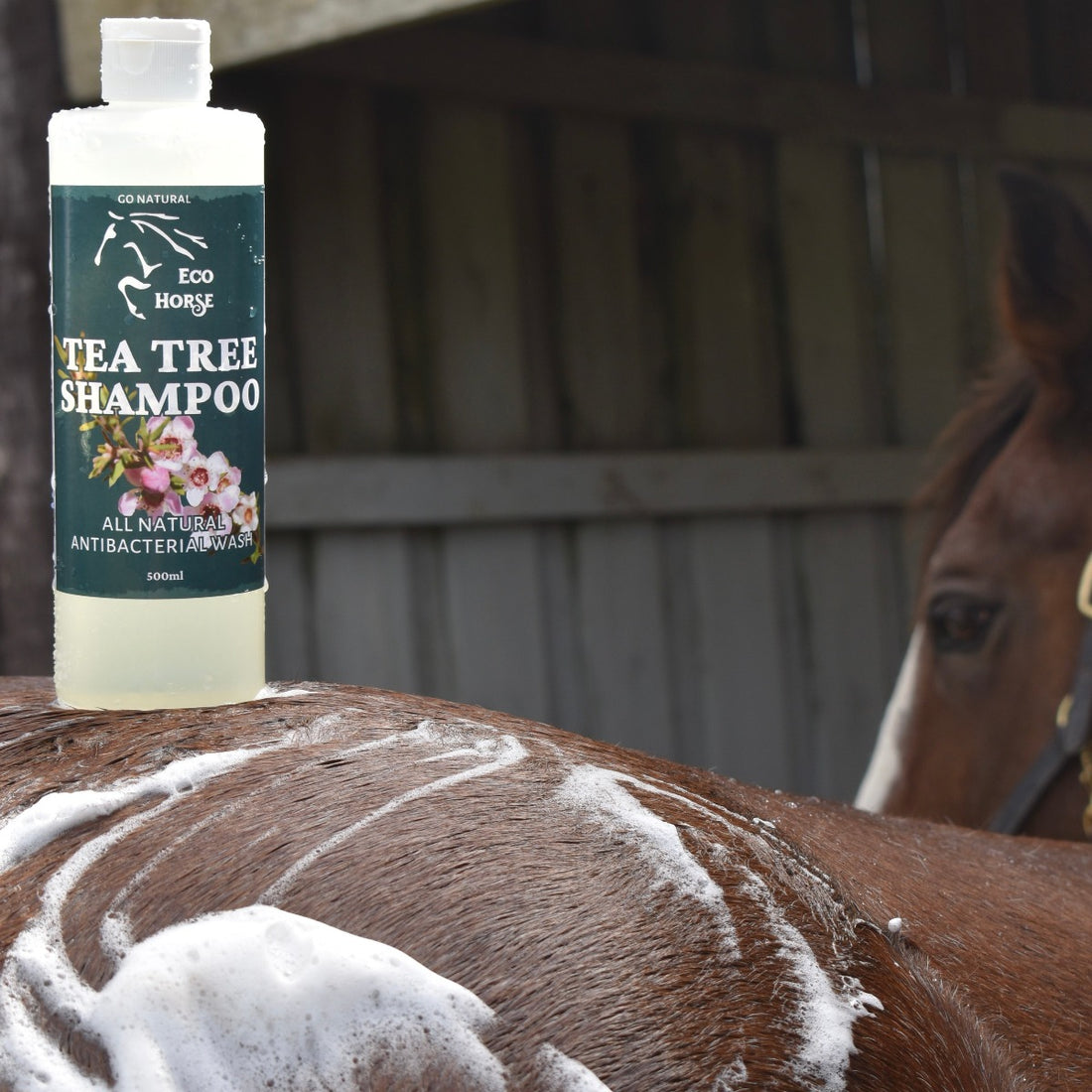 EcoHorse Tea Tree Shampoo