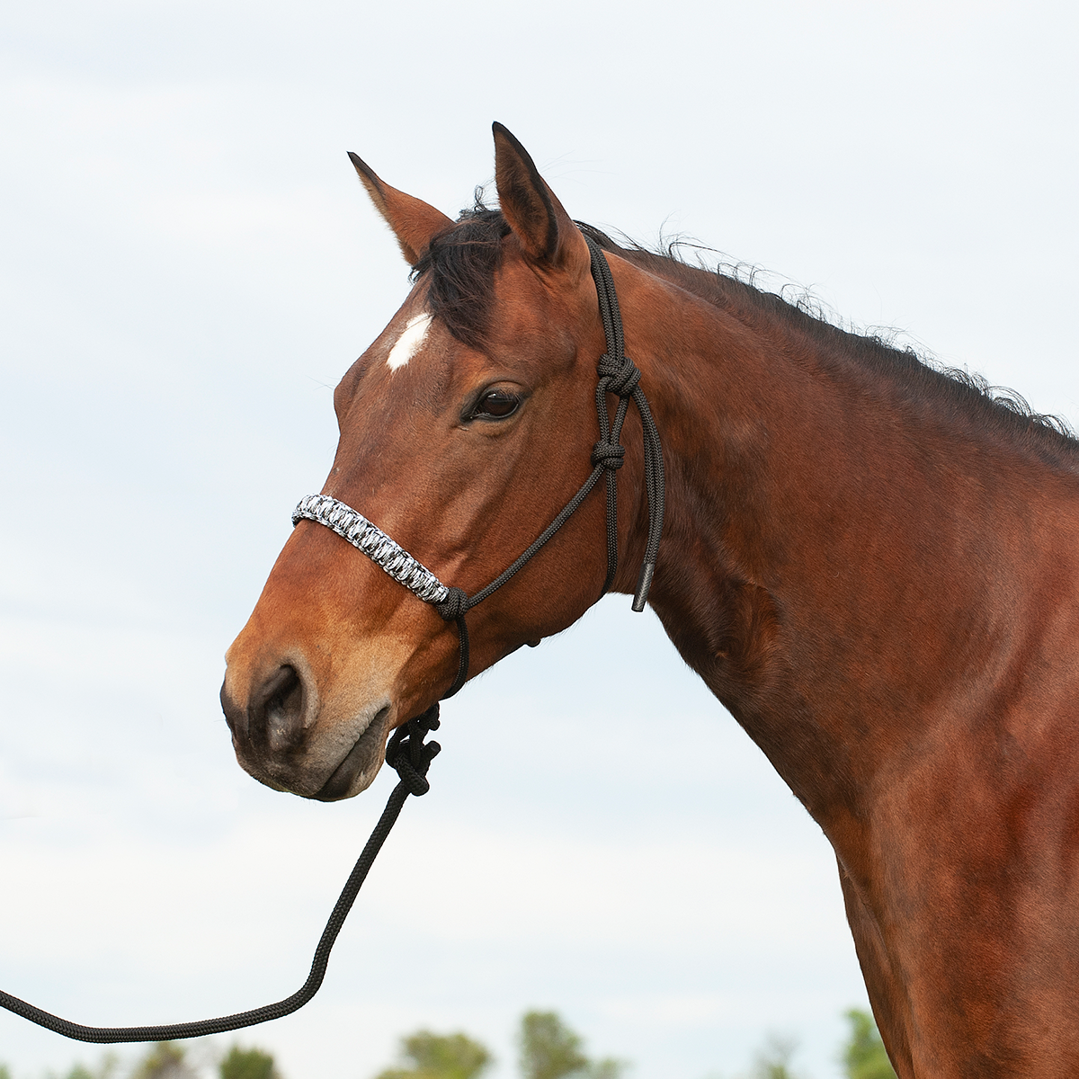 Braided Rope Halter and Leadrope