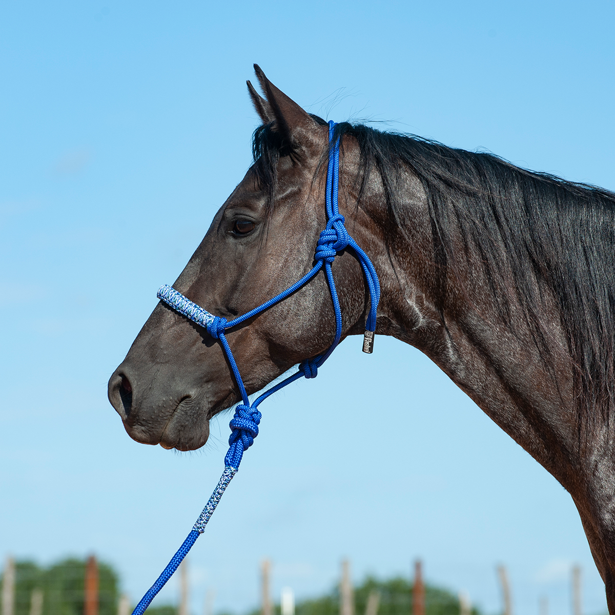 Braided Rope Halter and Leadrope