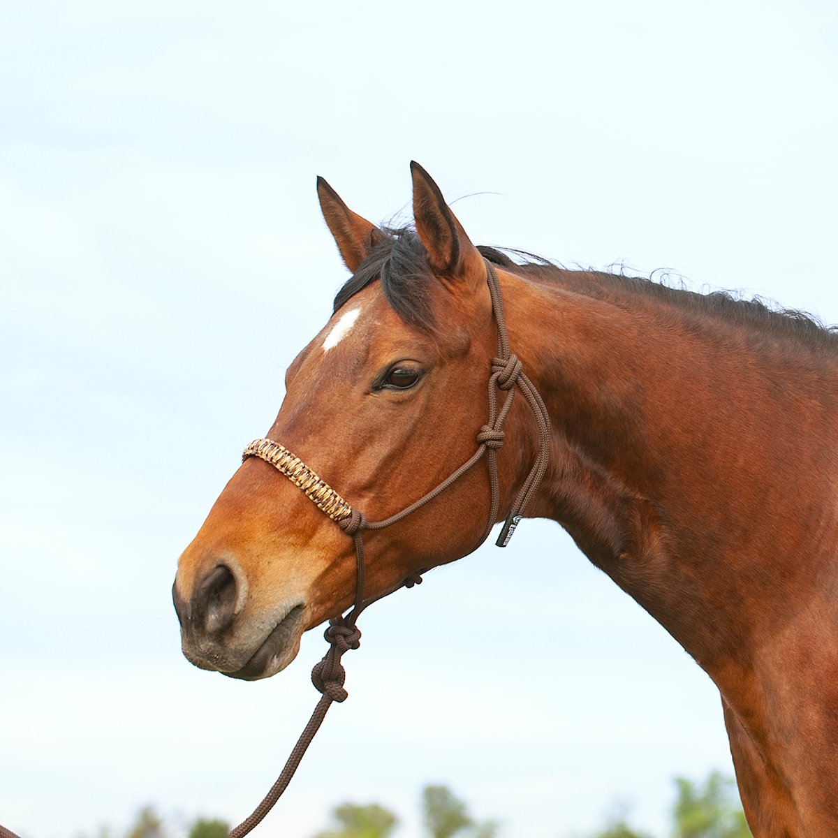 Braided Rope Halter and Leadrope