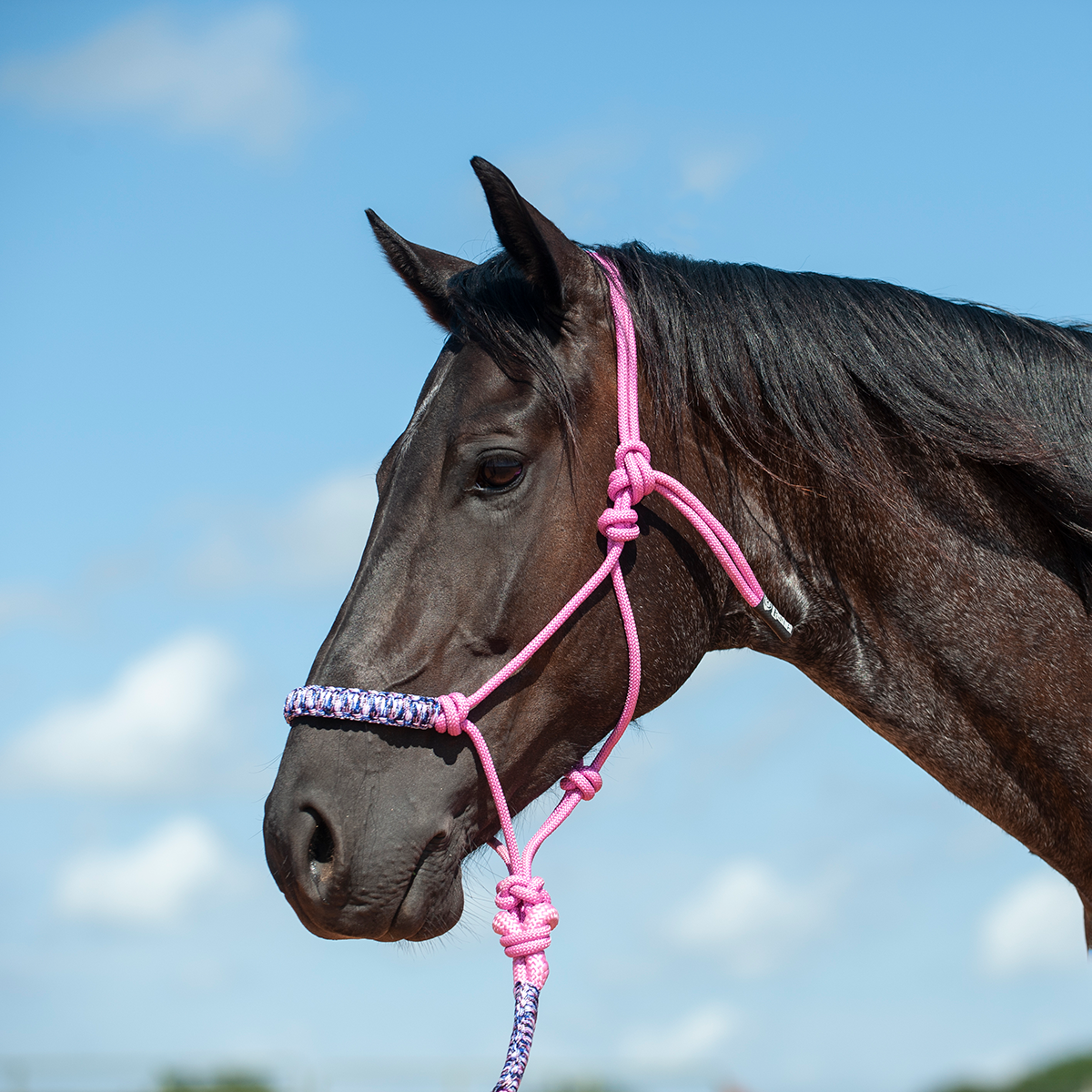 Braided Rope Halter and Leadrope