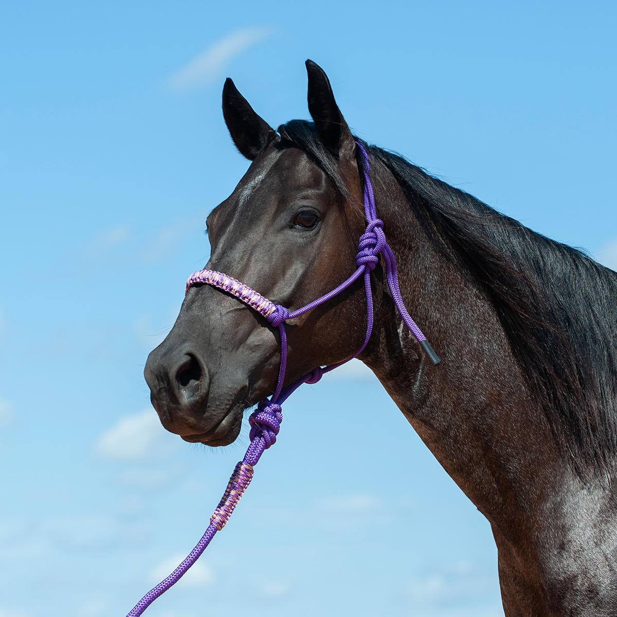 Braided Rope Halter and Leadrope