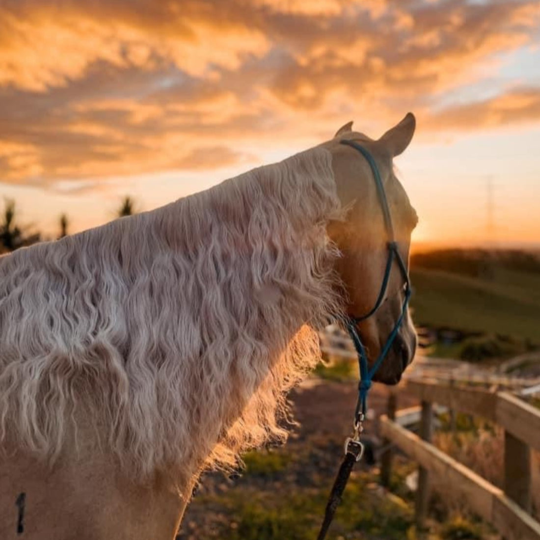 Eco Horse Leave In Conditioner