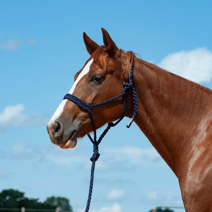 Mule Tape Halter & Lead - 8 colours