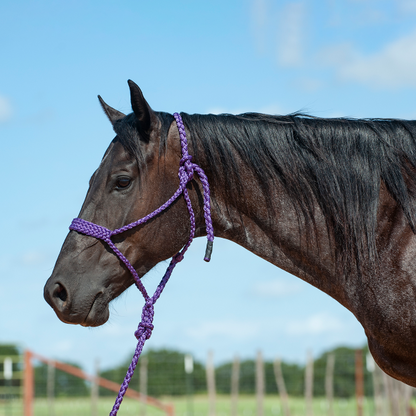 Mule Tape Halter & Lead - 8 colours