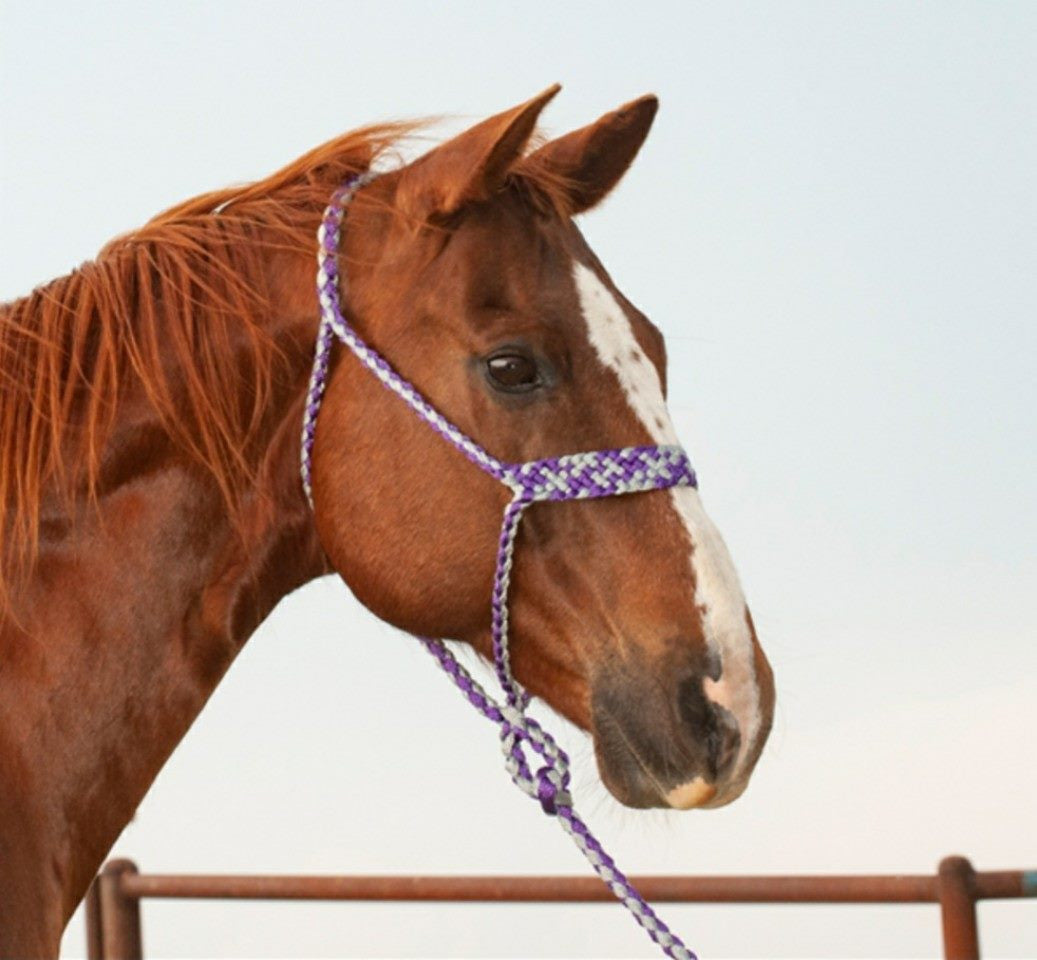 Mule Tape Halter & Lead - 8 colours