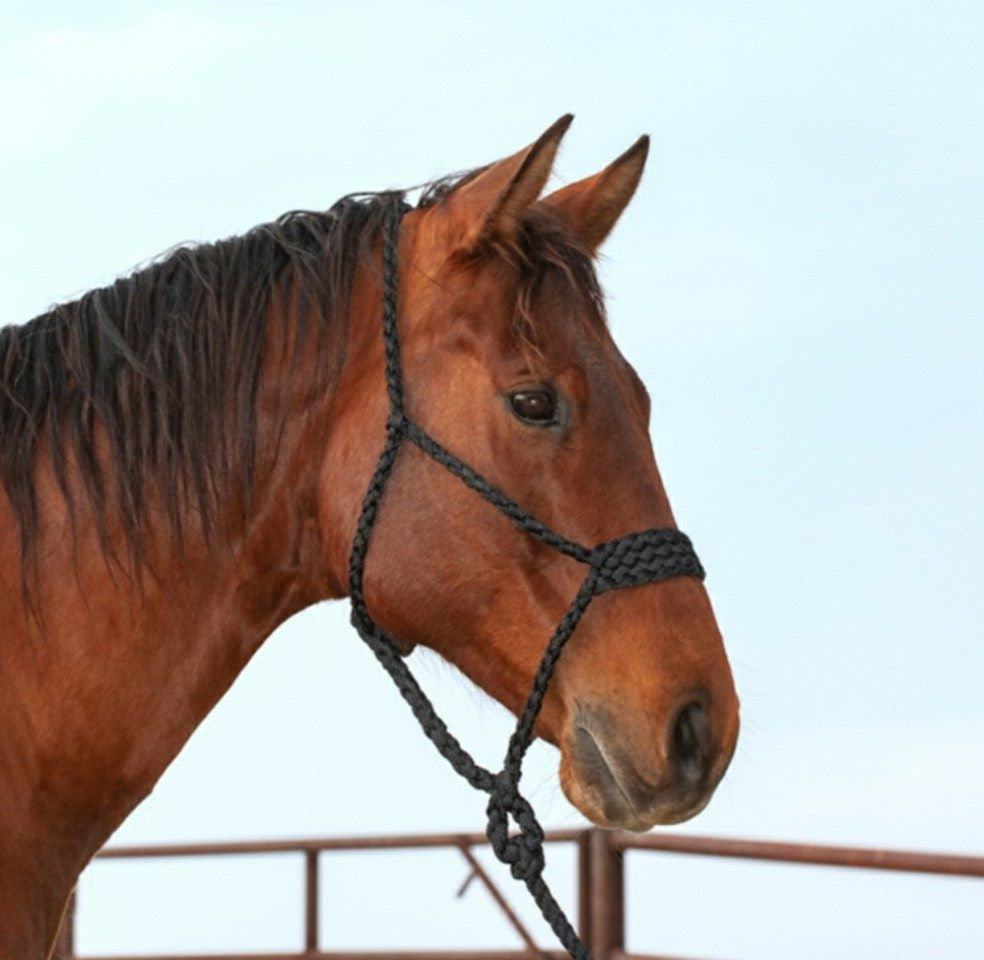 Mule Tape Halter & Lead - 8 colours